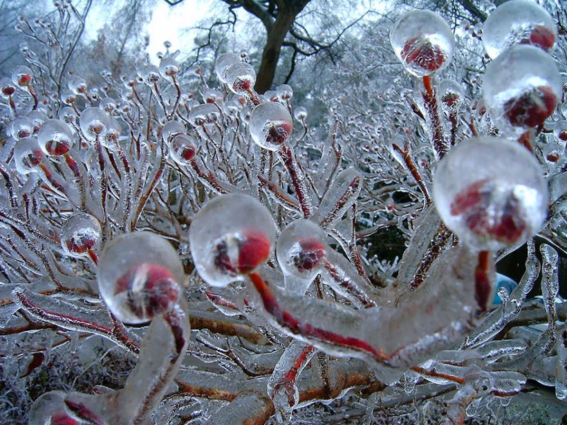 frozen-ice-art-2__8801